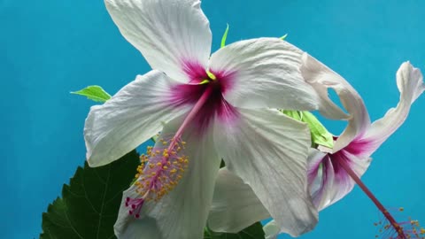 Hibiscus Flowers