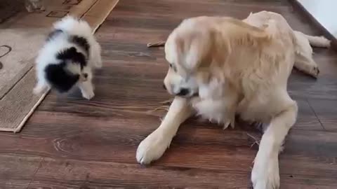 Baby pomeranian gets into a fight with a big dog 😂😂😂