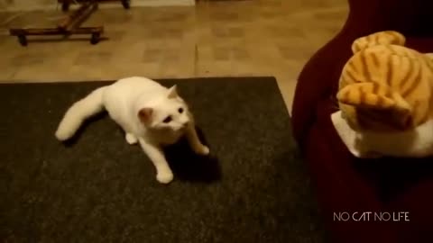 Scaredy Cats Compilation