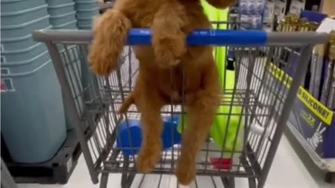 Australian labradoodle going shopping