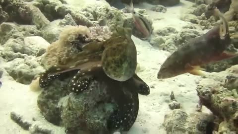 The Eagle Dies While Hunting Octopus In The Ocean