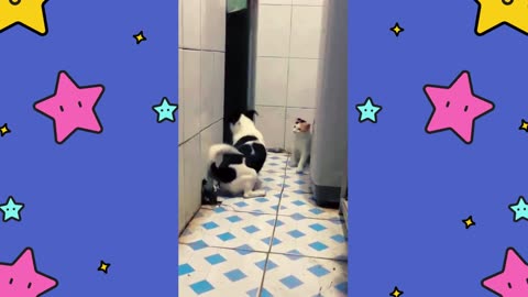 Cat Closes Door and Surprises Dog with a Bold Move!