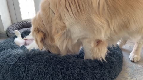 Golden Retriever Confused by Puppy Occupying his Bed when she has her own