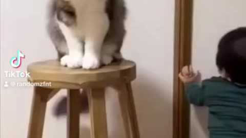 Funny animals| funny videos| try not to laugh #cat #cute #fyp