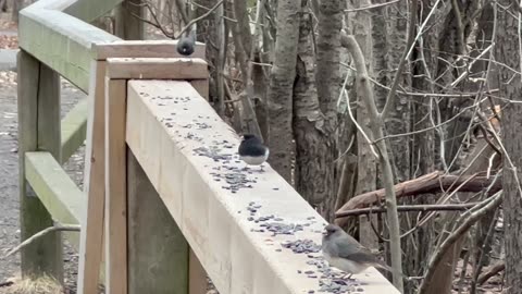 Love the sounds Dark Eyed Juncos make 😊