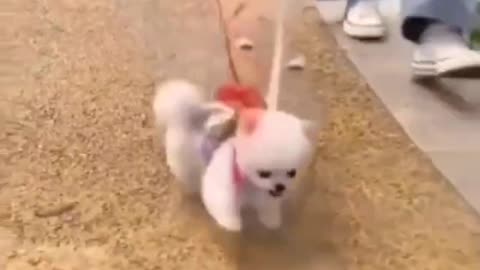 Cute Puppy - How lightweight it is?