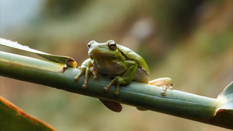 frog on a branch