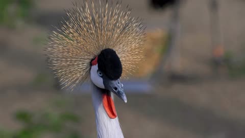 The Crane Bird Cleaning Itself And Looking Around