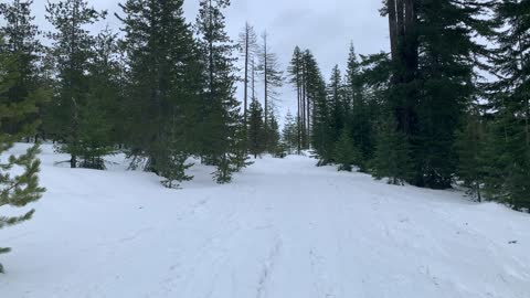 In an Alpine Zone – Central Oregon – Potato Hill Sno-Park – 4K