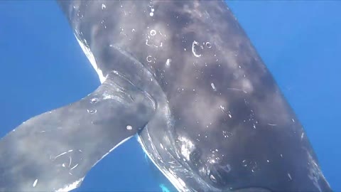 Insanely Close Encounter Freediving with Humpback Whales in Tonga