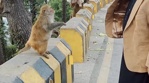 trying to feed Hungry Monkey | animals videos |