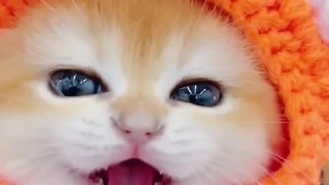 Cat meowing 😺😺😺|| cat voice || cute cat voice shots #cats #shots