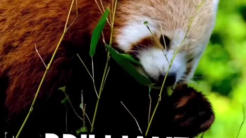 RED PANDA LORE!!!!