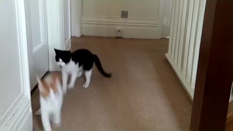 Epic Cat Fight