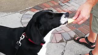 Free Ice cream day