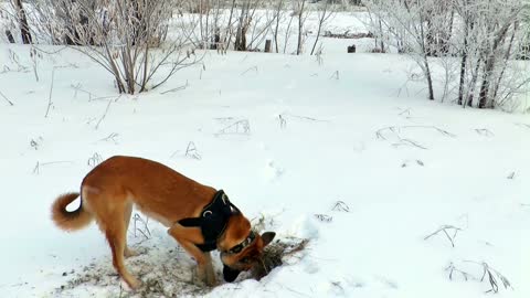 Dogs - Dogs in the Snow - Dogs in the Snow - Snow