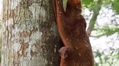 Wonderful animal # Flying lemurWonderful animal # Flying lemur