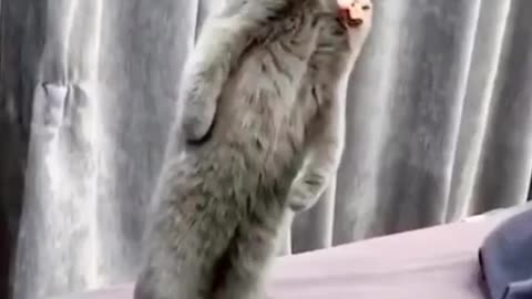 Funny Cat