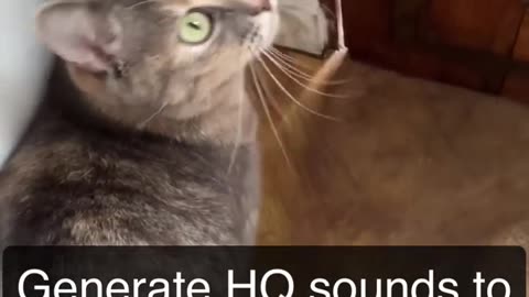 Crazy cat sounds