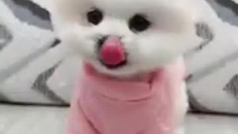 cute dog tiktok