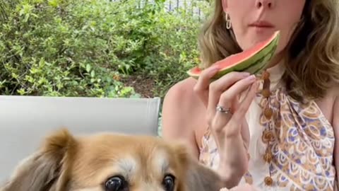 "Adorable Pooch Devours Watermelon with Pure Joy! 🍉🐾"