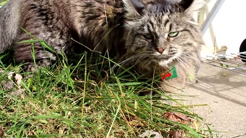 Alex Eating Grass