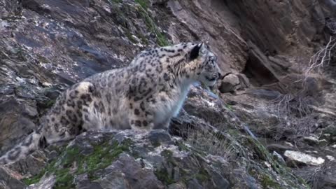 Mother Mountain Goat Protect Her Baby From Snow Leopard Hunting, Animals Hunt Fail