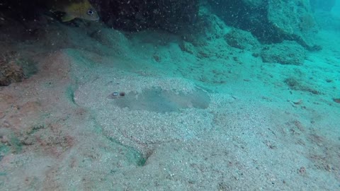 Amazing marine life of the Tayrona National Park in Colombia!!!!!