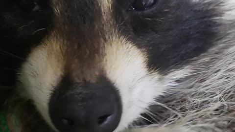 Raccoon sleeps in a hammock