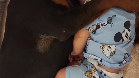 Rotties are the best ever!