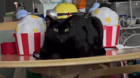 Adopting a Cat from a Shelter Vlog - Cute Precious Piper is a Homey Table Loaf