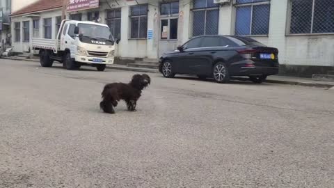 The stray dog was fed up with bullying, and ran away when encountering rescuers