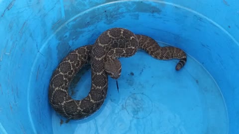 🐍 Giving Rattley Sneaky Snake A Bath 😄