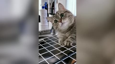 Cute and Funny Moments of Cats and Dogs: A Compilation Video