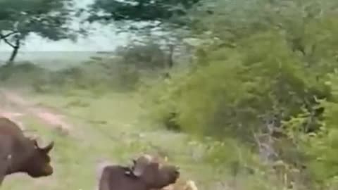 Buffalo saving his friend in Ukraine