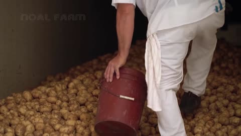 Aeroponics Potato Farming - Potato Chip Process Factory