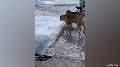 Mira que tranquilos a perro 🐕y pues tocar mi página