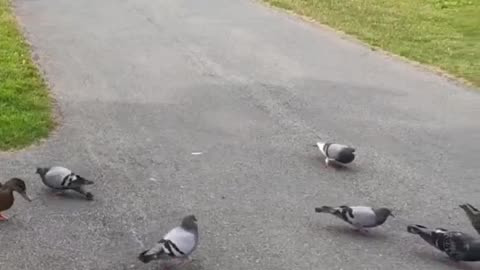 Beautiful Birds at the Pond