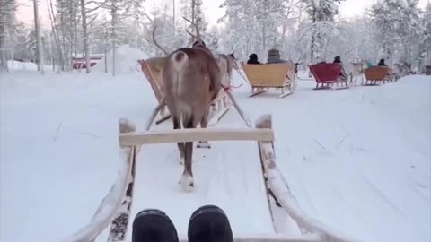 Levi, Lappi, Finland 📍 🦌 ❄️ Who wants to meet these reindeer ?😍