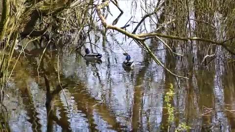 Watch colorful ducks swimming in the lake at noon1