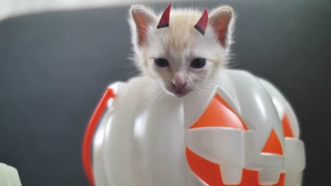 Cute tabby kitten hiding inside orange pumpkin bucket, Happy Halloween