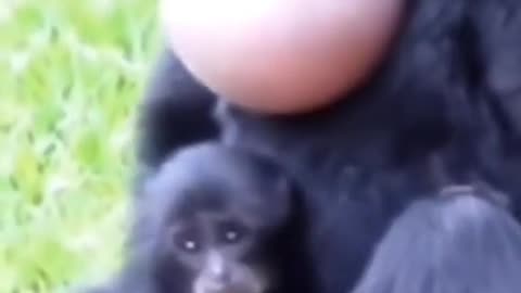 #animals #funnyvideos #funnyanimals #funnyfails #viral #trendingreels