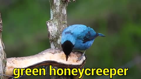 BIRDS Names and sounds