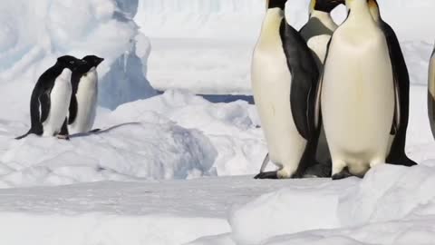 Help! Save The Emperor Penguin