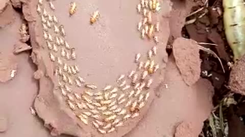 Inside a Termite Mound