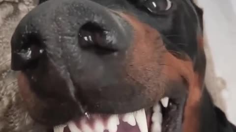 Dog actually singing funny