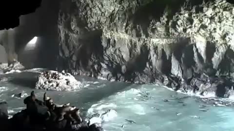 SEA LION CAVES! ~ BIKE TOURING the WEST COAST! vid#5 - Apr 14th 2010