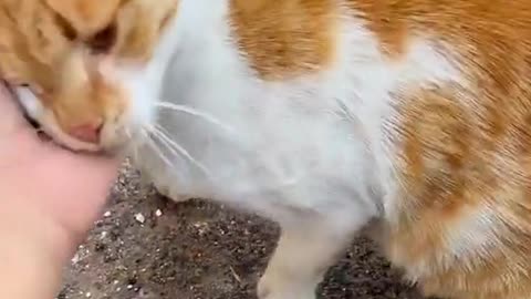 Kitty Jealously Watches Over Friendly Stray