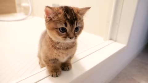 Kitten Kiki is more interested in daddy cat than the washing machine