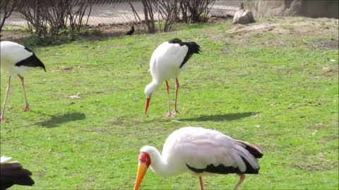 Birds in the Grass